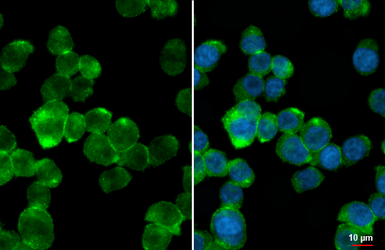 Anti-Thrombin Receptor antibody [HL6410] used in Immunocytochemistry/ Immunofluorescence (ICC/IF). GTX648855